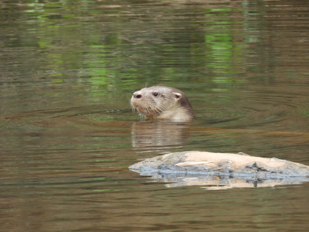 Monitoreo Comunitario de Biodiversidad, una apuesta por la gobernanza ambiental del campesinado colombiano